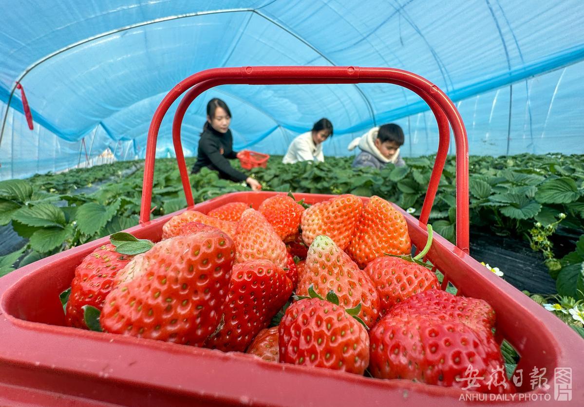 第二十届长丰草莓文化旅游节开幕
